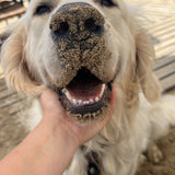 Honden 30min uitlaten